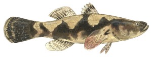 Marble Goby